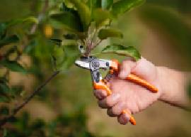 Bağ Budama Eğitimi | E-Devlet Onaylı